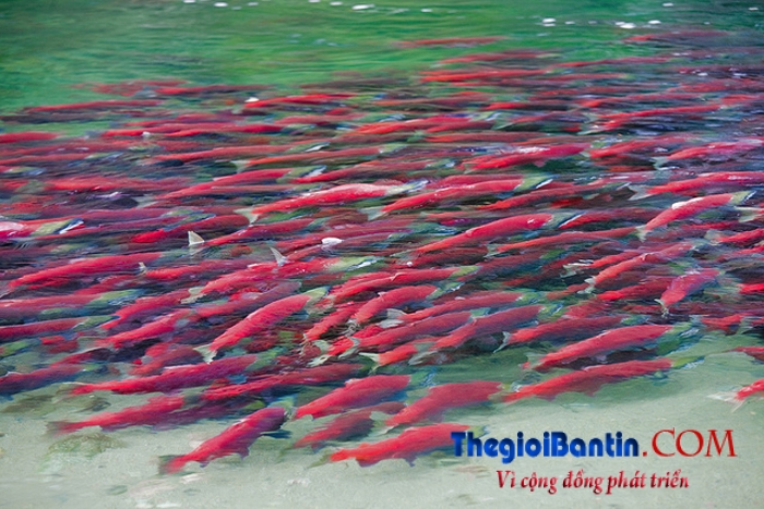 Massive Adams River Sockeye Salmon Migration