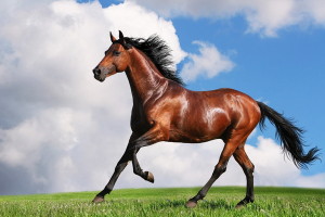 ceo-tuoi-giap-ngo-ban-linh-lam-sep-lon