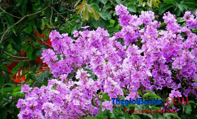 Hoa phuong do Haiphong (1)