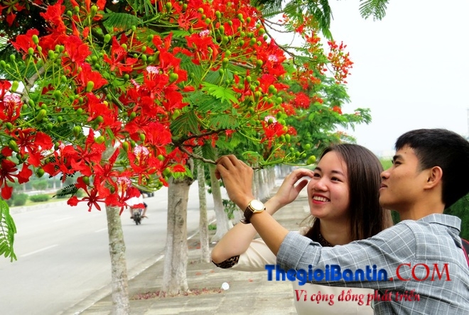 Hoa phuong do Haiphong (10)