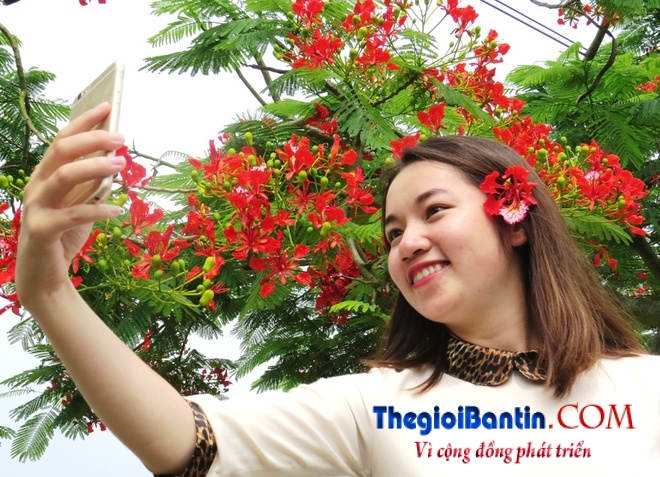 Hoa phuong do Haiphong (11)