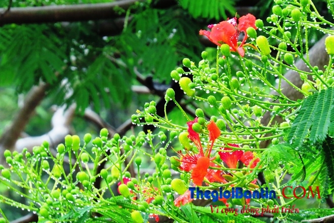 Hoa phuong do Haiphong (2)