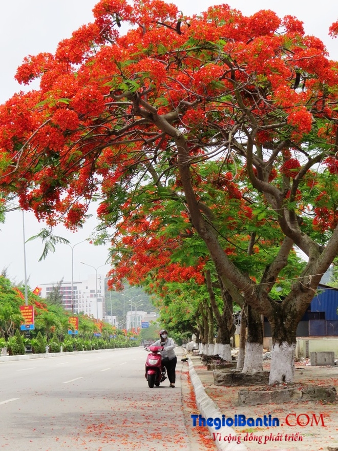 Hoa phuong do Haiphong (3)
