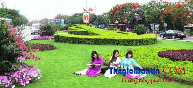 Hoa phuong do Haiphong (4)