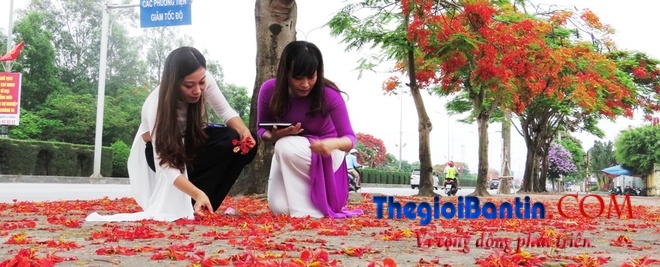 Hoa phuong do Haiphong (5)