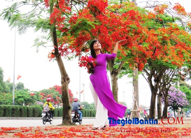 Hoa phuong do Haiphong (6)