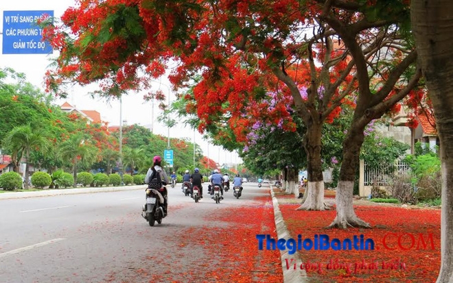 Hoa phuong do Haiphong (8)