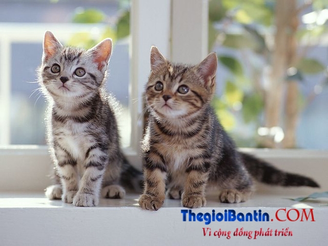 5bwallcoo-com-5d-pussy-cat-wallpaper-02-vol-124-fc187-1477707914556