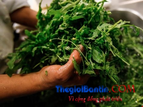 1454174128-thucphamngodoc2