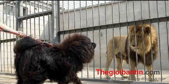 photo-1-1488137278175