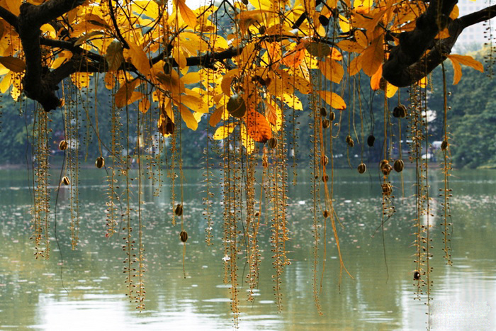 Hà Nội 12 mùa hoa