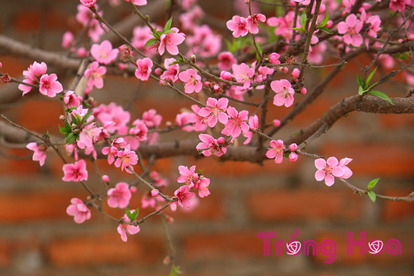 Sự tích hoa đào về hai vị thần xua đuổi ma quỷ ngày Tết