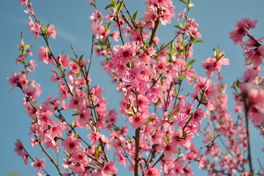 Sự tích hoa đào về hai vị thần xua đuổi ma quỷ ngày Tết