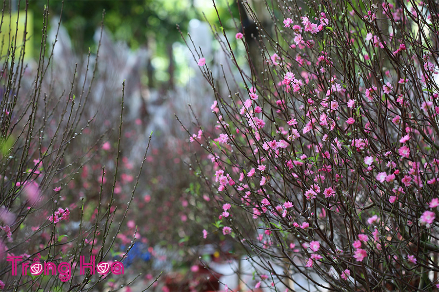 Sự tích hoa đào về hai vị thần xua đuổi ma quỷ ngày Tết